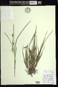 Carex californica image