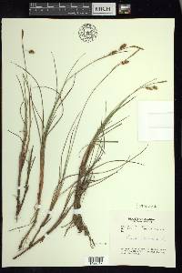 Carex limosa image