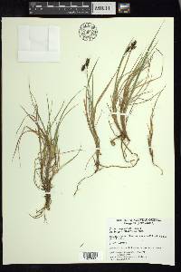 Carex magellanica subsp. irrigua image