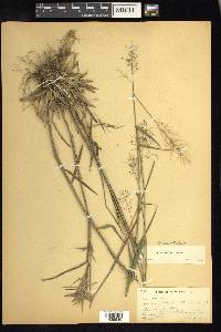 Dichanthelium acuminatum subsp. longiligulatum image
