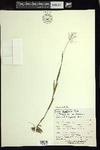 Dichanthelium acuminatum subsp. lindheimeri image