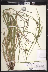 Carex intumescens var. intumescens image