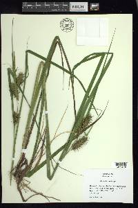 Carex gigantea image