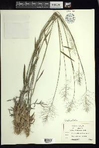 Dichanthelium acuminatum subsp. lindheimeri image