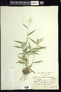 Panicum acuminatum image