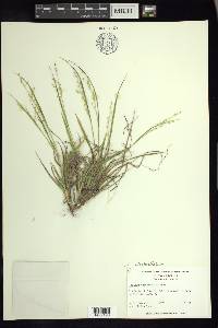 Dichanthelium depauperatum image