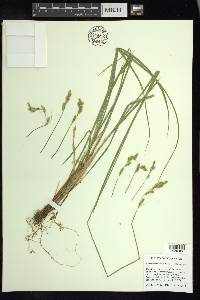 Carex infirminervia image