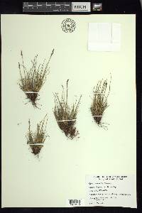 Carex glacialis image