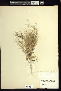 Dichanthelium ensifolium image