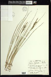 Carex lenticularis var. lenticularis image