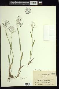 Panicum acuminatum image