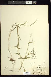 Dichanthelium acuminatum subsp. lindheimeri image