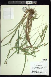 Carex flaccosperma image