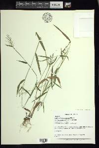 Dichanthelium acuminatum subsp. lindheimeri image