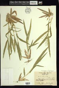 Dichanthelium laxiflorum image