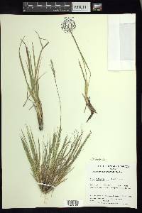 Dichanthelium linearifolium image