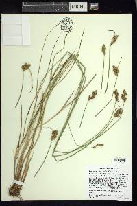 Carex harfordii image