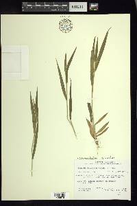 Panicum acuminatum image