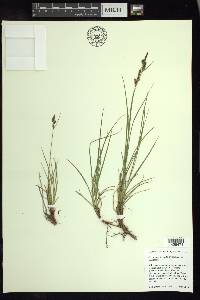 Carex inops subsp. inops image