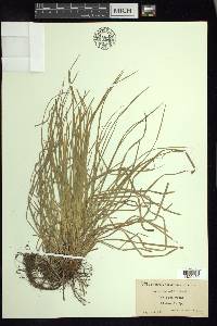 Carex jamesii image