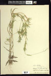 Dichanthelium acuminatum subsp. lindheimeri image