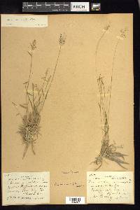 Dichanthelium ensifolium image