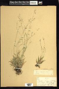 Dichanthelium ensifolium image