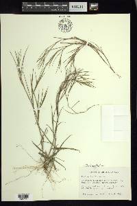 Dichanthelium laxiflorum image