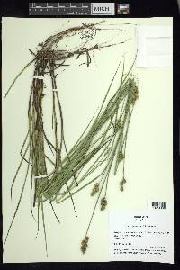 Carex festucacea image