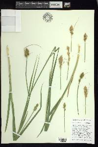 Carex fracta image