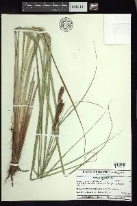 Carex glaucescens image