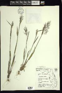 Dichanthelium acuminatum subsp. longiligulatum image