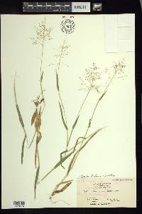 Panicum acuminatum image