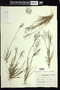 Dichanthelium ensifolium image