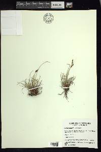 Carex glacialis image