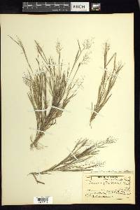 Dichanthelium ensifolium image