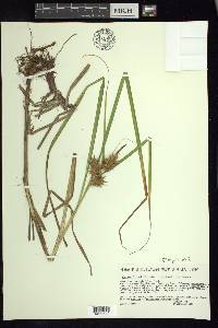 Carex lupuliformis image