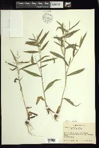 Dichanthelium malacophyllum image