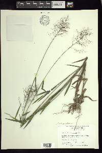 Dichanthelium acuminatum subsp. longiligulatum image