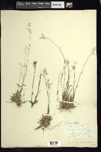 Dichanthelium ensifolium image