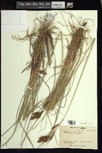 Carex gmelinii image