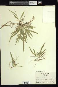 Dichanthelium laxiflorum image