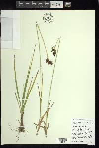 Carex heteroneura image