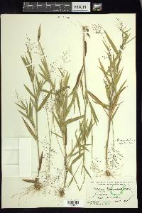 Panicum acuminatum image