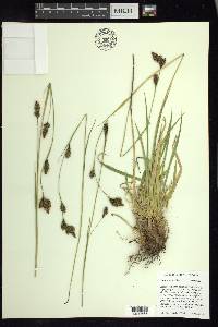 Carex luzulina image