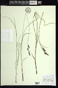 Carex macrochaeta image