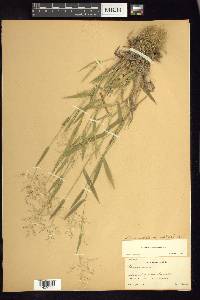 Panicum acuminatum image