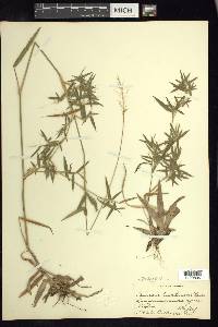 Dichanthelium acuminatum subsp. lindheimeri image