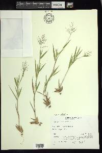 Dichanthelium acuminatum subsp. lindheimeri image