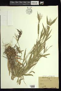 Dichanthelium laxiflorum image